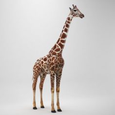 Giraffe 3D 3D Model