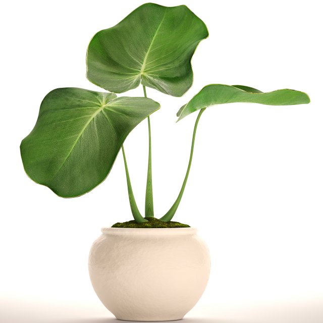 Tropical plant in pot 3D Model