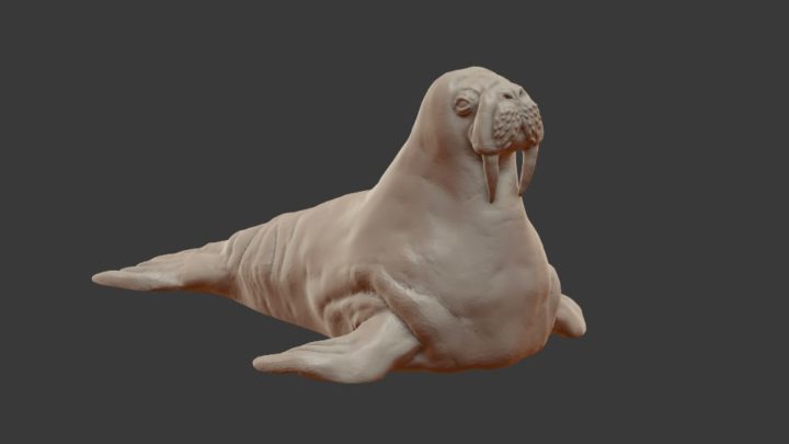 Walrus 3D Model