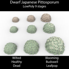 3D Dwarf Japanese Pittosporum model 3D Model