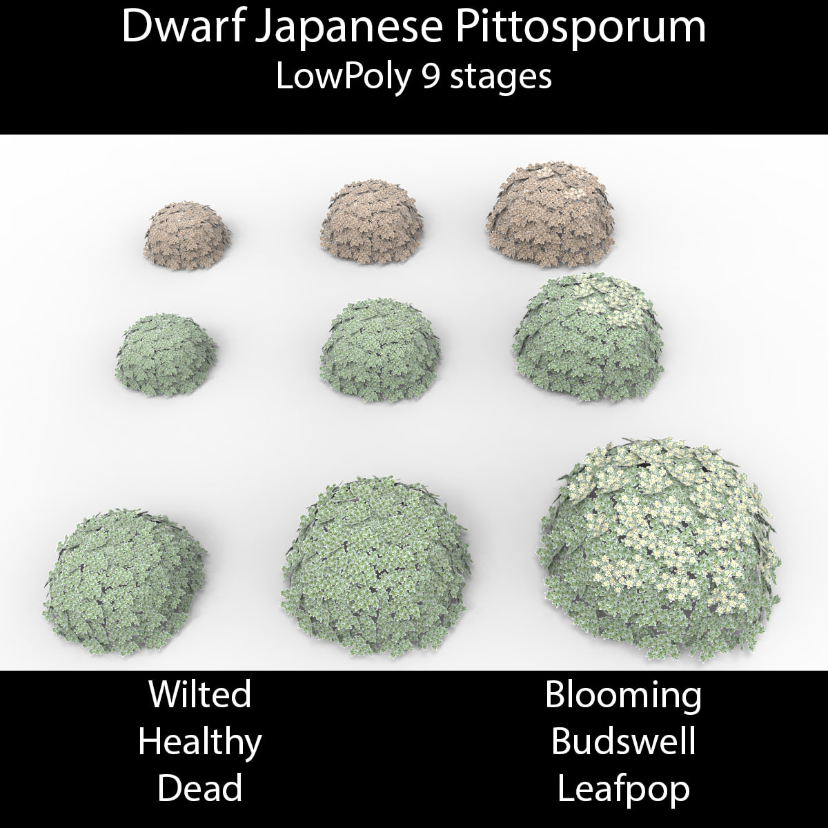 3D Dwarf Japanese Pittosporum model 3D Model