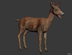 Roe deer 3D Model