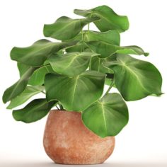 Tropical plant in pot 3D Model