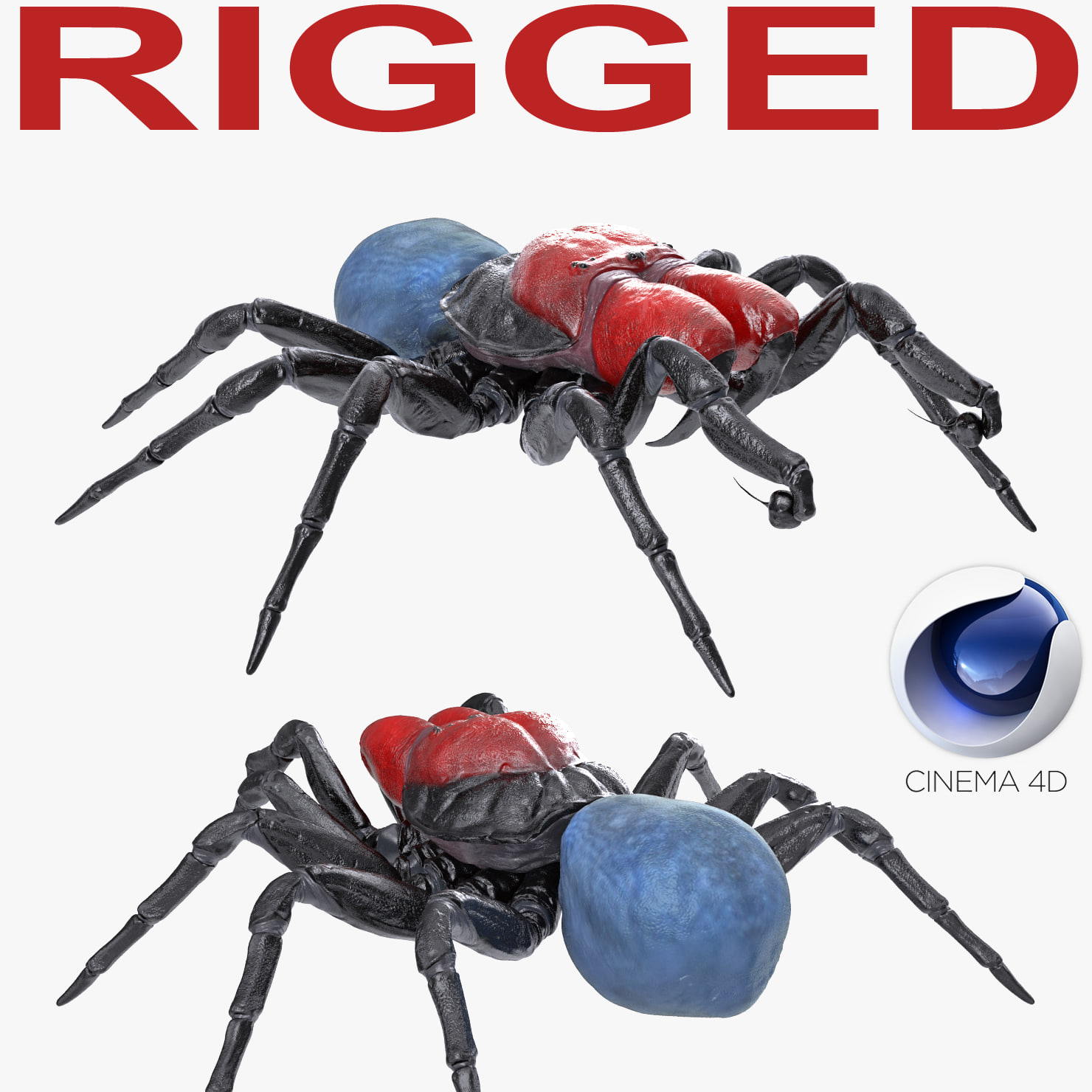 Mouse Spider Rigged for Cinema 4D 3D Model 3DHunt.co