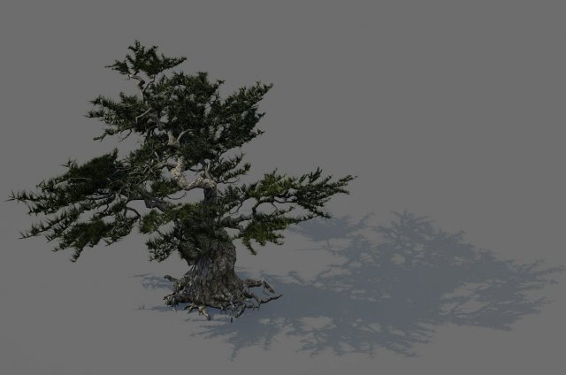 Game Model – Forest – Pines 02e 3D Model