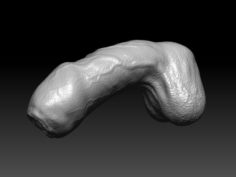 A relaxed penis 3D Model