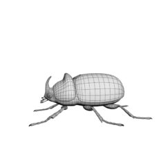 3D Rhinoceros beetle 3D model 3D Model