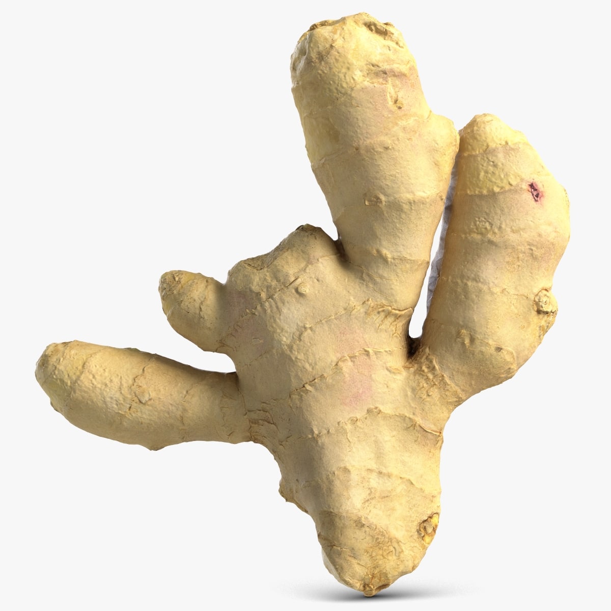 Ginger 3D Model