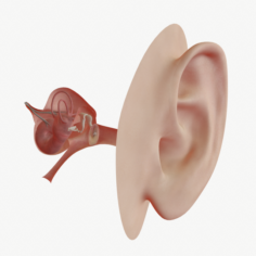Ear Anatomy 3D Model