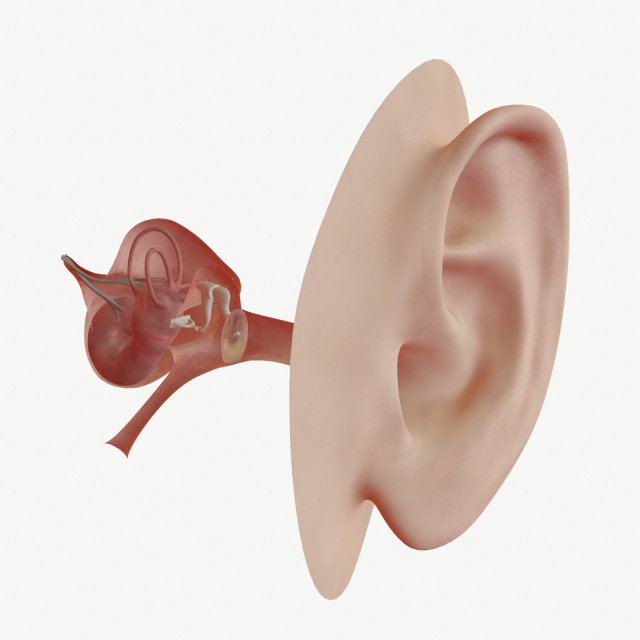 Stapes - ear bone - 3D model by robotron (@robotron) [69dfcce]