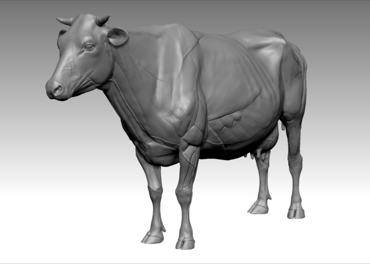 3D Cow Anatomy Structure model 3D Model