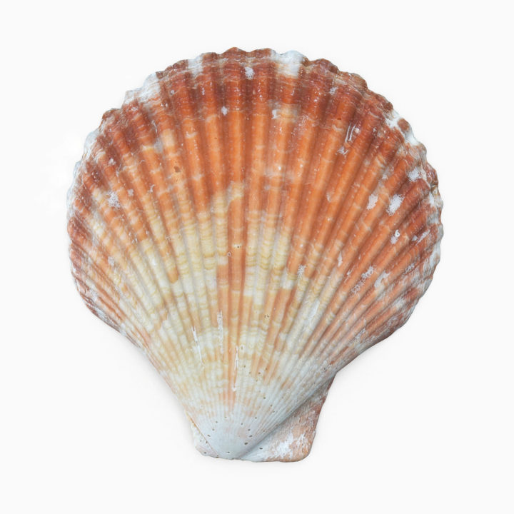 Scallop Shell 3D Model