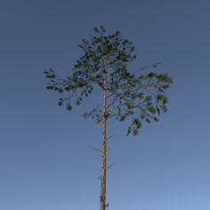 Scots Pine Trees Package 3D Model