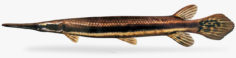 Lepisosteus platyrhincus florida gar 3D Model