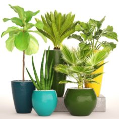 Collection plants 3D Model