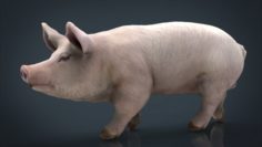 Realistic Pig 3D Model