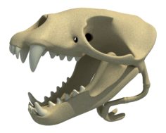 Sea Lion Zalophus Skull 3D 3D Model