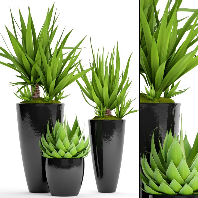 Potted plants Yucca and Agava 3D Model