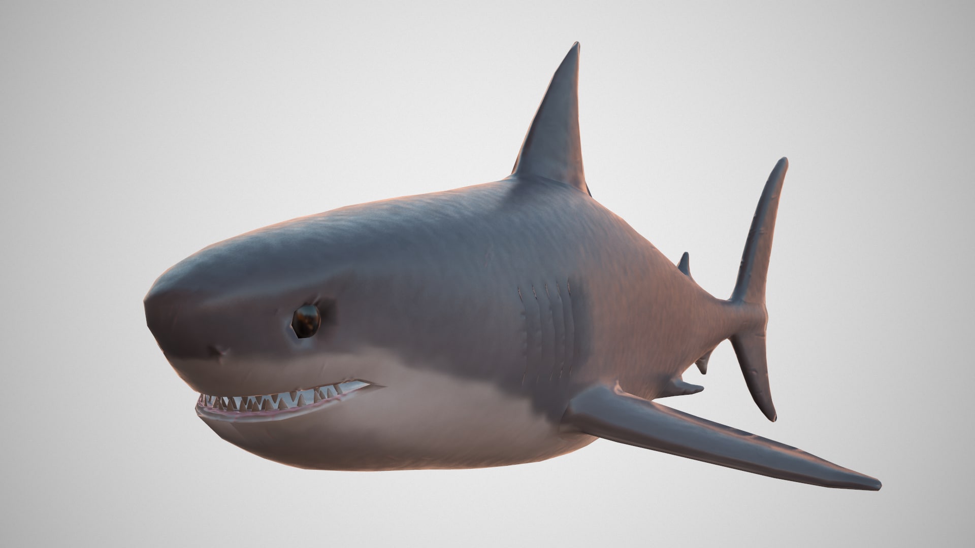 Great White Shark 3D Model