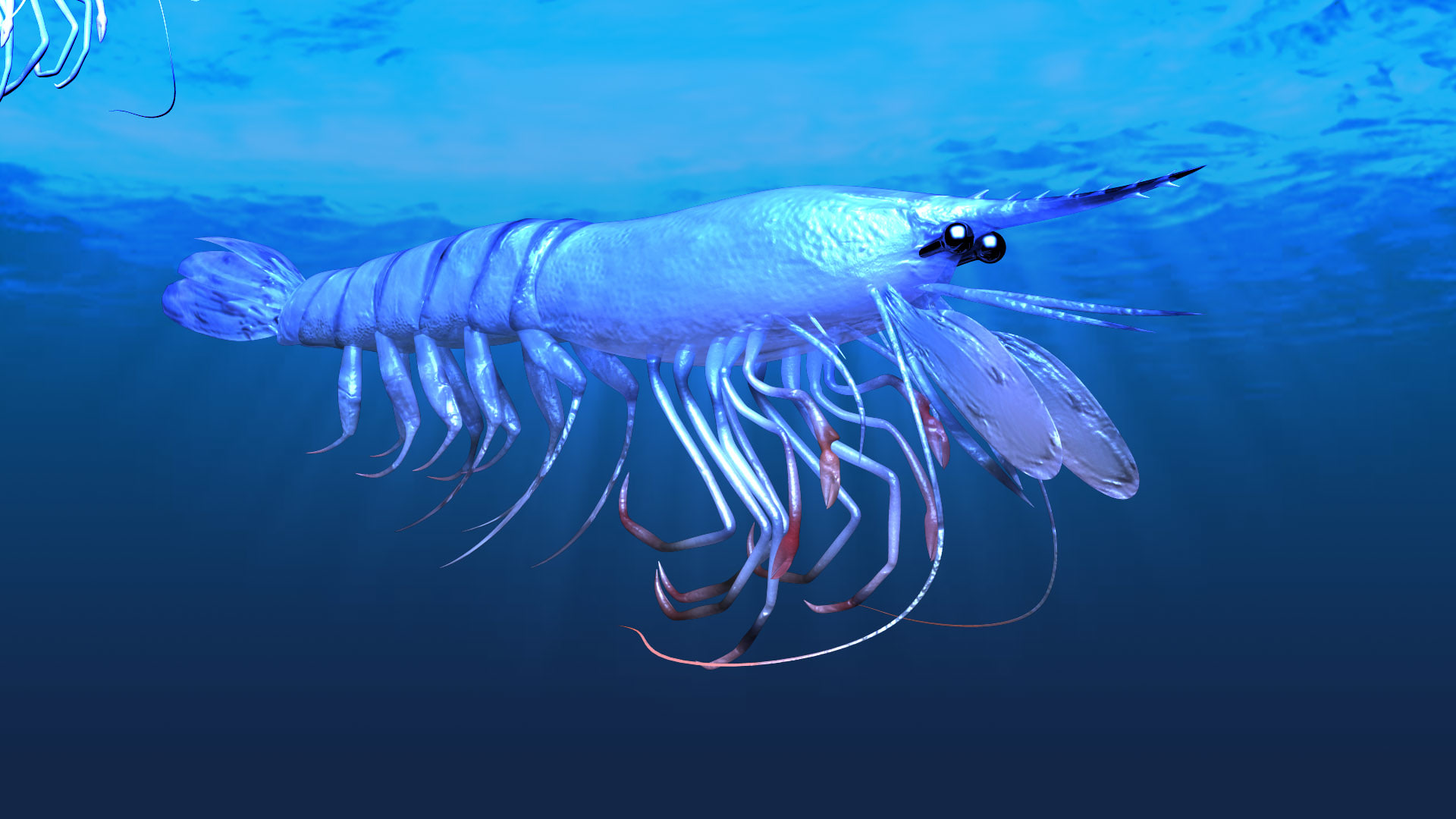 camaron shrimp 3D Model