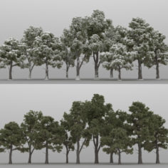 10+10 Pinus Brutia 3D Model