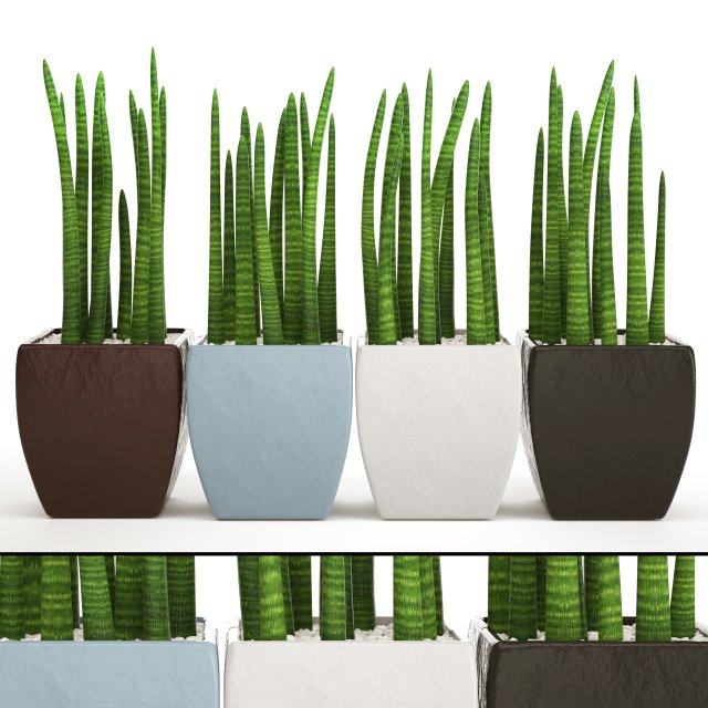 Sansevieria cylindrica set 3D Model