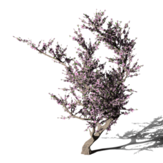 Blossomed Cherry Tree 3D Model