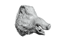 Boars head 2 3D Model