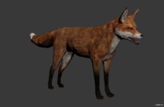 Fox 3D Model