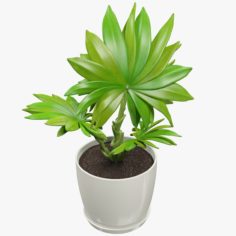 Small Palm in Pot 3D Model