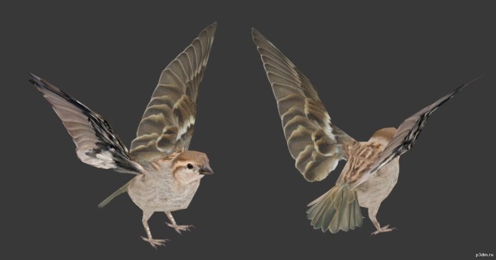 Sparrow 3D Model