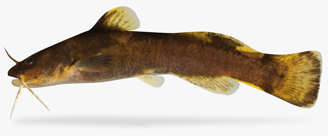 Noturus maydeni Black River Madtom 3D 3D Model