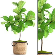 Ficus Lyrata Trees 3D Model
