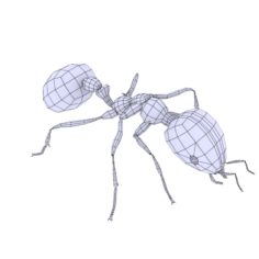 Ant 3d 3D Model