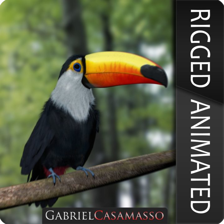 Ramphastos toco 3D Model