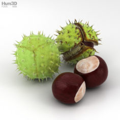 Chestnut 3D Model