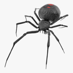 Widow Spider 3D Model