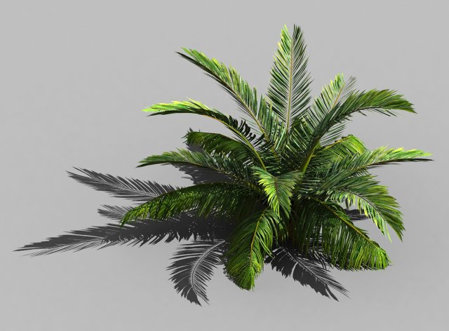 Game Model – Forest – Coconut Tree 01 3D Model