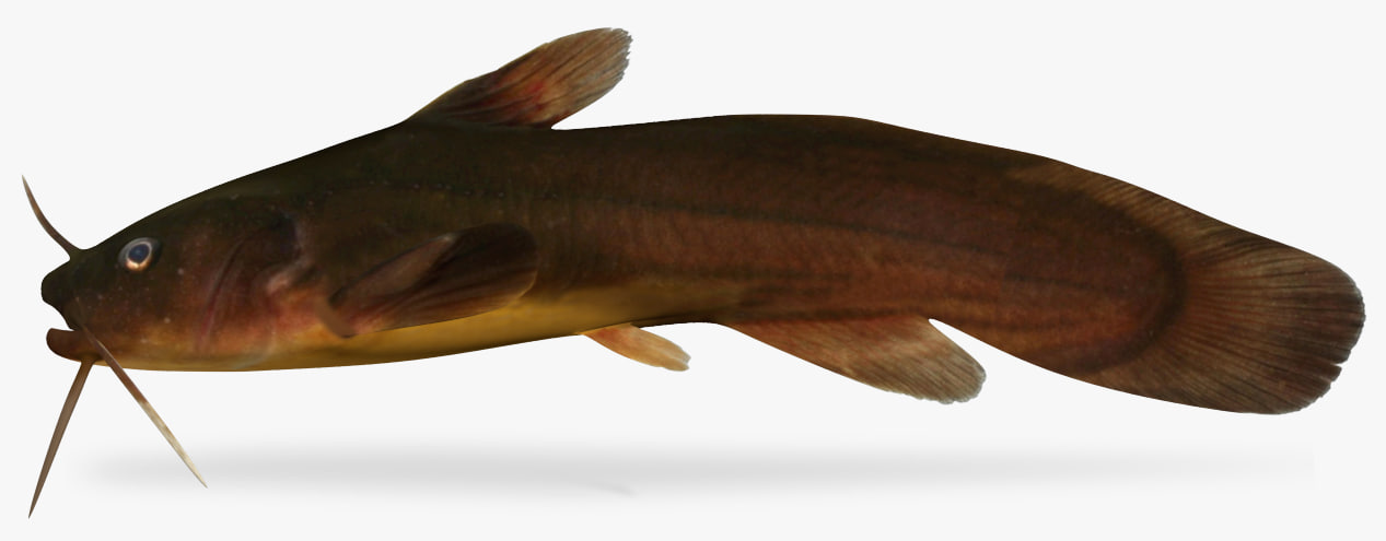 Noturus gyrinus Tadpole Madtom 3D Model