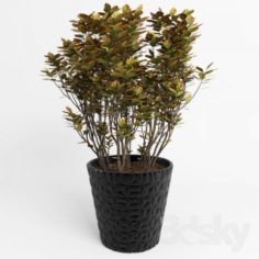 Pot flower Free 3D Model