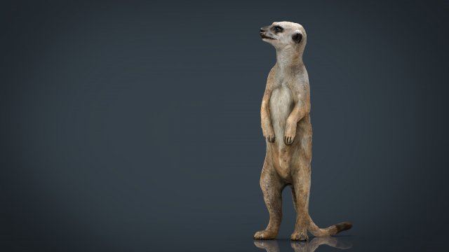 Meerkat 3D Model