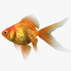 Ryukin Goldfish model 3D Model