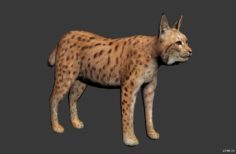 Lynx 3D Model