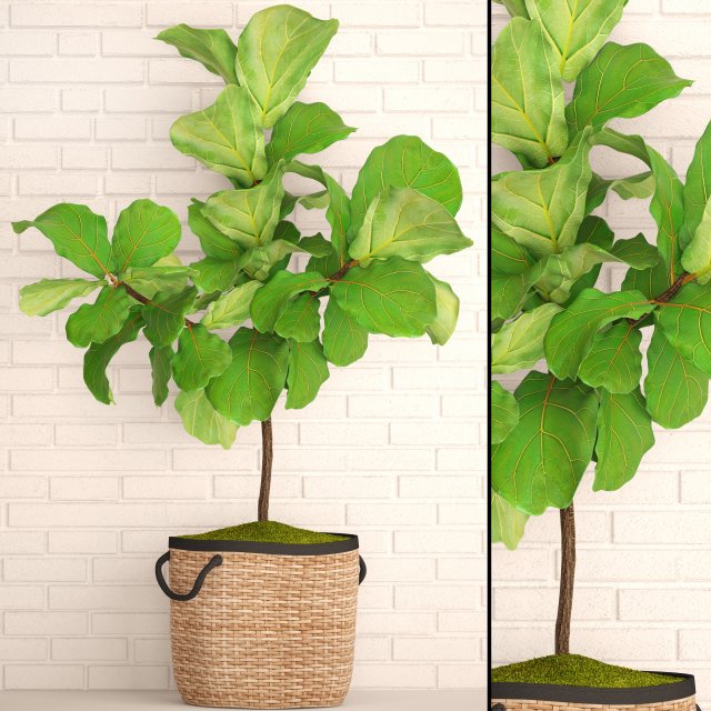 Ficus Lyrata Trees 3D Model