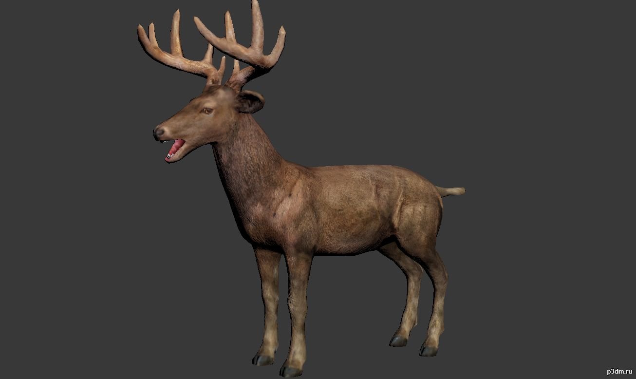 Deer 3d model