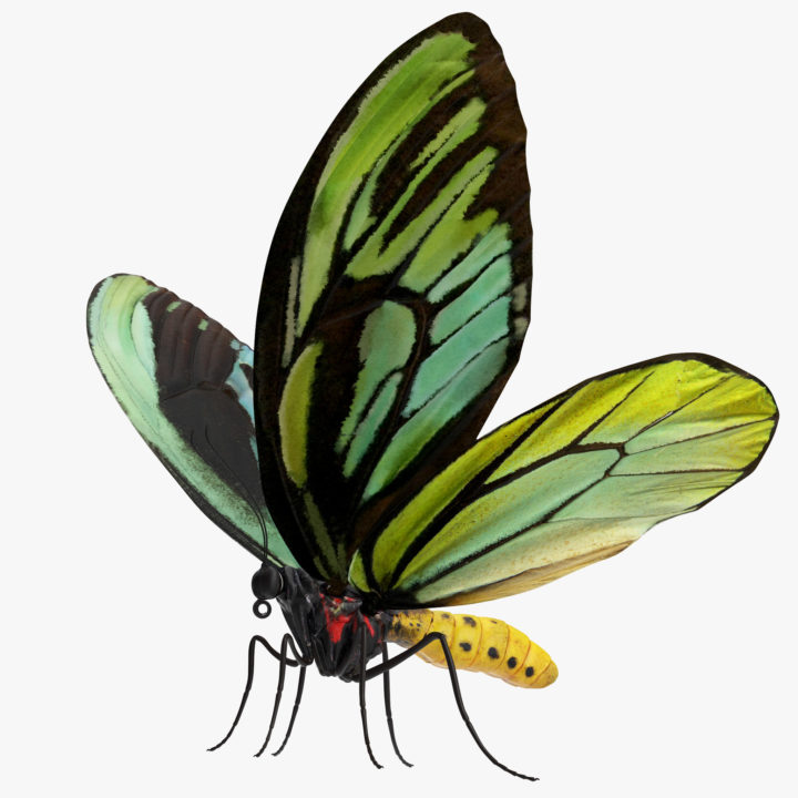 Queen Alexandras Birdwing Butterfly 3D Model