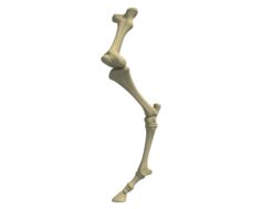Animal Femur Bones 3D Model