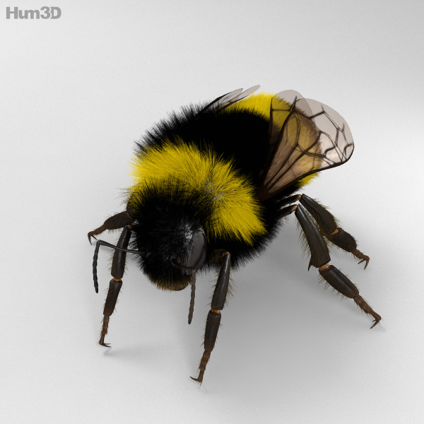 Bumblebee HD 3D Model