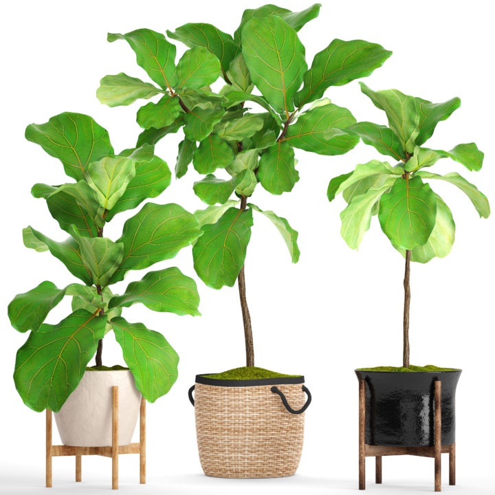 Ficus Lyrata Trees 3D Model