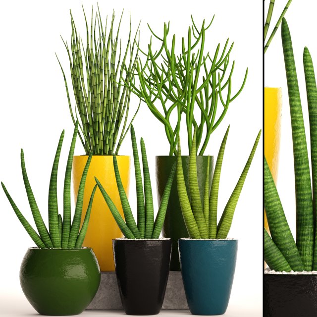 Sansevieria cylindrica set 3D Model